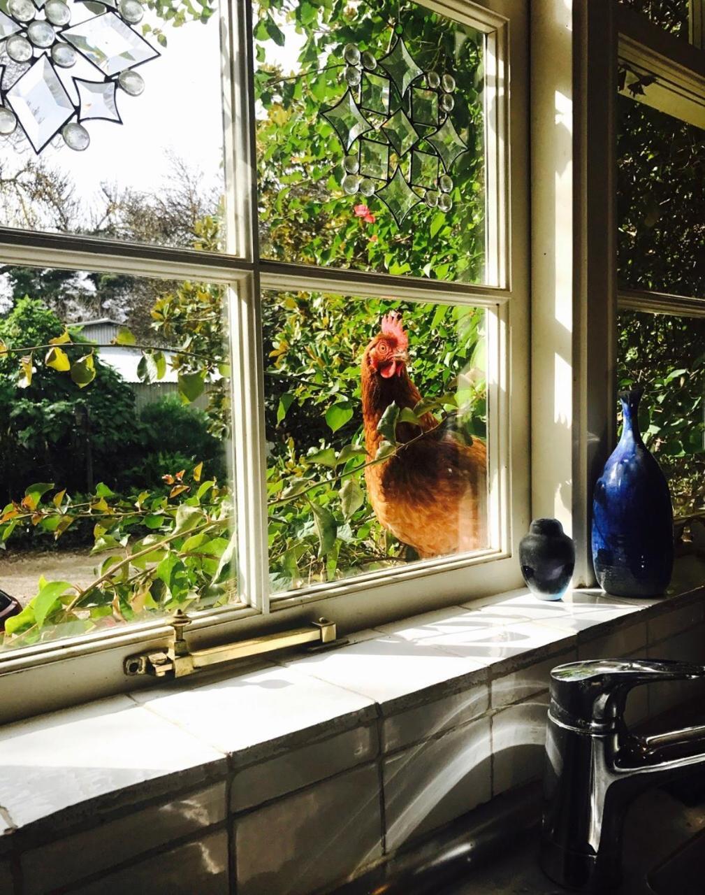 Al Ru Farm Bed & Breakfast One Tree Hill Eksteriør bilde