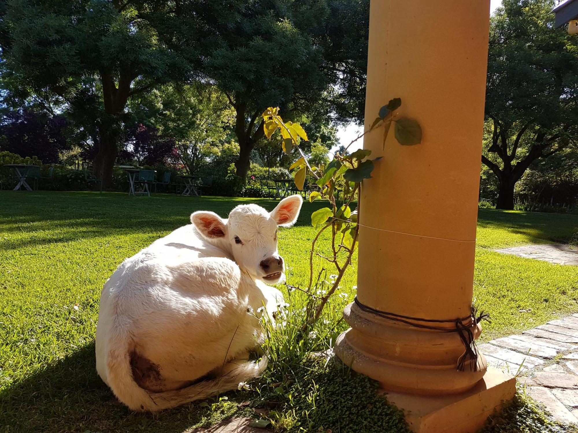 Al Ru Farm Bed & Breakfast One Tree Hill Eksteriør bilde